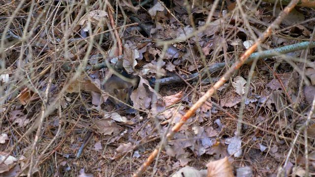 a Common vole field mouse in the forest running away when spotted 4K