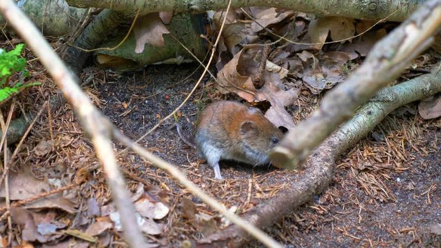 a Common vole field mouse in the forest eating a nut between branches 4K