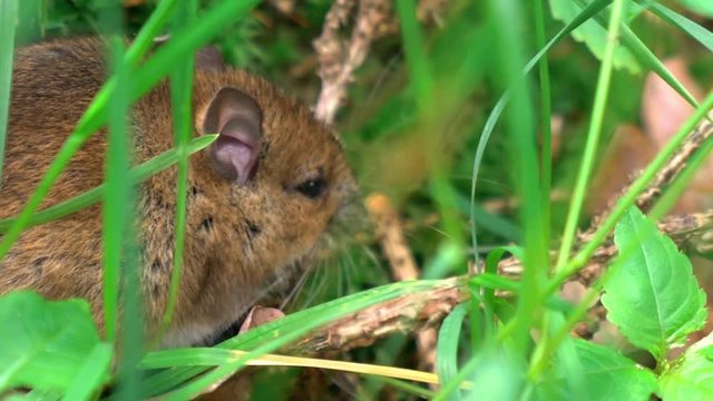 Common vole field mouse behind tall grass CLOSE UP