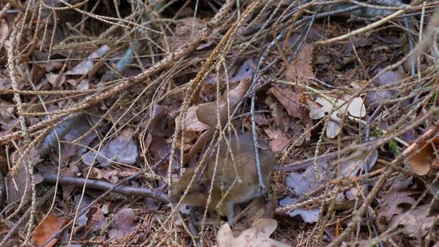 a tiny Common vole field mouse in the forest walking through branches  CROPPED