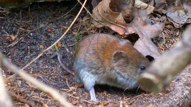 Common vole field mouse in the forest eating a nut CROPPED