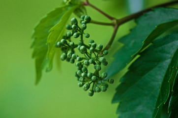 Young wild grapes