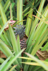 Juicy and sweet pineapple with green leaves growing in a flowerbed in a botanical garden with plants and spices in Sri Lanka