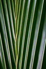 Coconut leaf, light and shadow, abstract