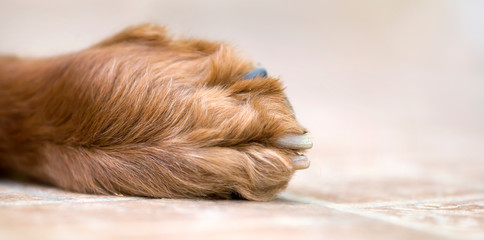 Furry paw and claws of an irish setter pet dog, web banner