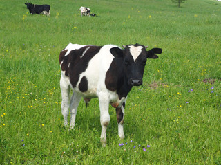 Calf on the field