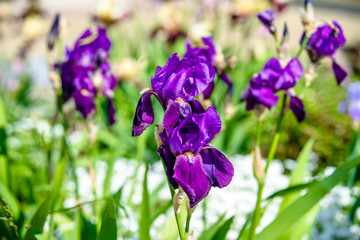Purple irises bloom in the botanical garden 