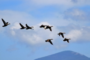 Group of wild mallards (Anas platyrhynchos) ducks flying in cloudy blue sky on mountains background.