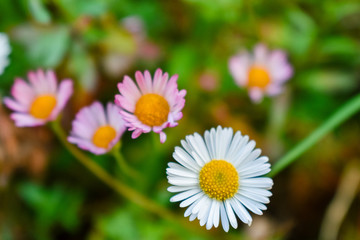 Daisy flower colorful background