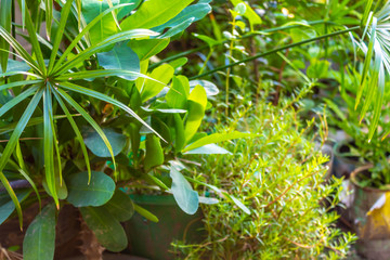 plantas en la mañana