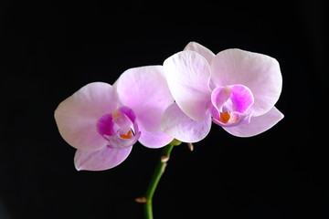 Fototapeta na wymiar pink orchid flower closeup