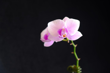 Fototapeta na wymiar pink orchid flower closeup