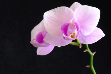 pink orchid flower closeup