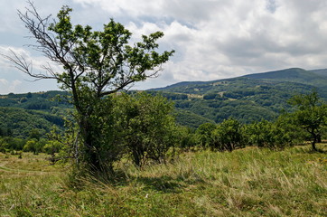 Fototapeta na wymiar Summer green forest, single trees in the fresh glade with different grass blossom wildflower, Vitosha mountain, Bulgaria 