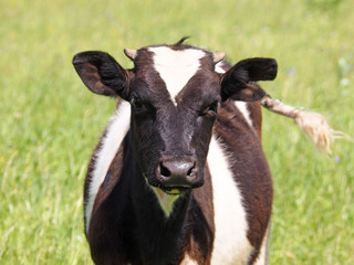 Calf on the field