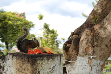 ardilla comiendo
