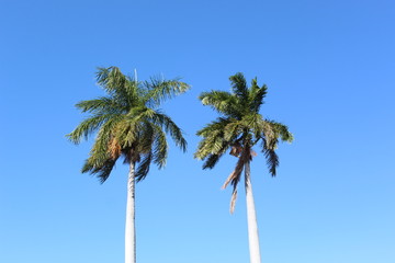 Obraz premium palmeras en el cielo azul