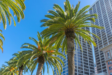 Fototapeta na wymiar Palm trees and office buildings in San Francisco