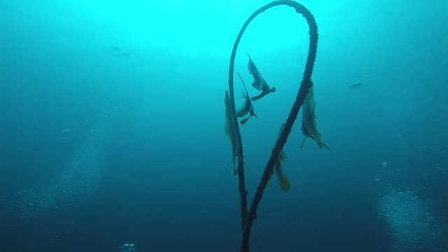 ツバメウオ