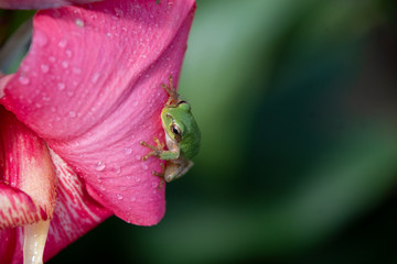 カンナの花とアマガエル