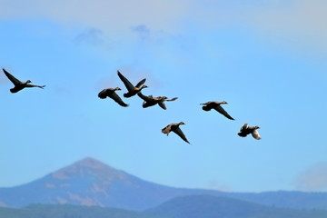 Group of wild mallards (Anas platyrhynchos) ducks flying in cloudy blue sky on mountains background.