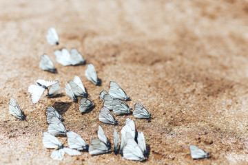 The aporia Crataegi butterfly from the family of pierids. The color of the insect's wings is white,...