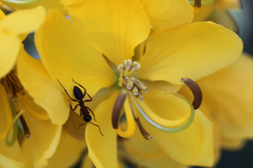 Australian Ant on a Yellow Flower