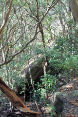 Naklejka na ściany i meble Bush Walking in Ku-ring-gai Chase National Park