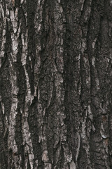 Surface, dark texture of tree bark. Abstract brown pattern of weathered bark, cracked wood. Lumber...