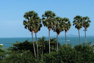 Obraz premium A palm tree that is a group at the Pattaya's beach when looking out of the window.
