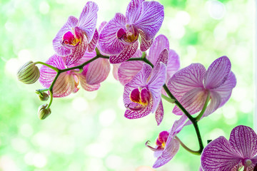 Orchid flower in tropical garden. Purpur Phalaenopsis growing on green background