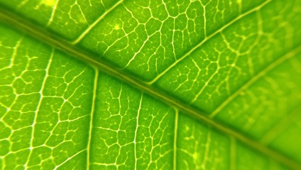 Close up green leaf texture