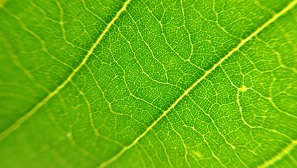 Close up green leaf texture