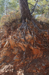 Tree with roots in the south close up.