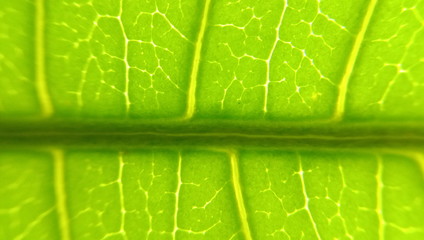 Close up green leaf texture