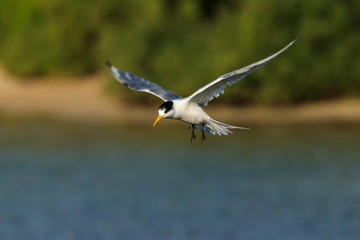Crested Tern seabird in flight