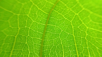Close up green leaf texture