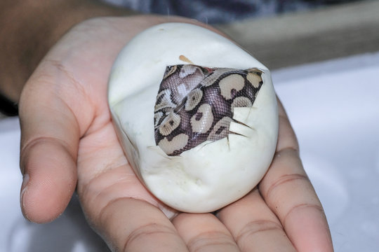 Snake egg ball python on a brown wood color.Purple Albino Ball Python on white background. 