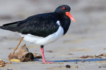 Pied Oystercatcher defacating