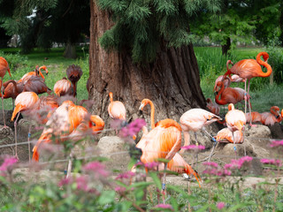 Group of pink flamingoes in Cologne Zoo