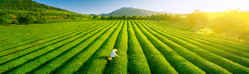 Aerial view of ecological tea garden