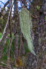 Hanging beard lichen on a branch
