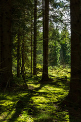 Naklejka premium Morning in a green forest