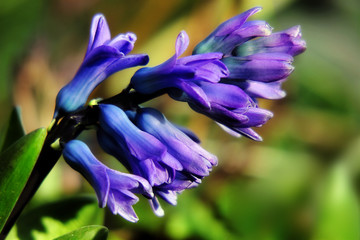 Hyacinth bloom