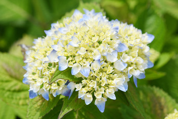 青い紫陽花