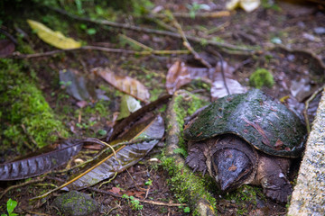 turtle in volcan arenal national park
