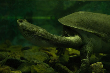turtle with a long neck in the river, green color, wet animals 