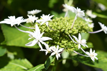 白い紫陽花