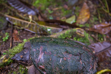 turtle in volcan arenal national park