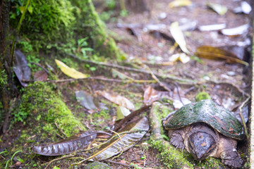 turtle in volcan arenal national park
